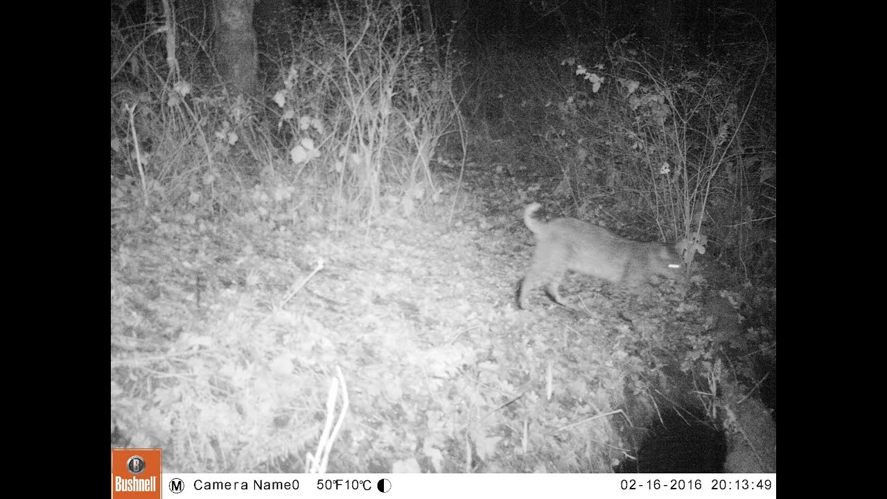 bobcat Bobcat checks out a pond outlet