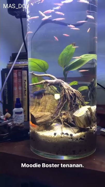 Ngawi Nagih Janji Denny Caknan ft Ndarboy genk