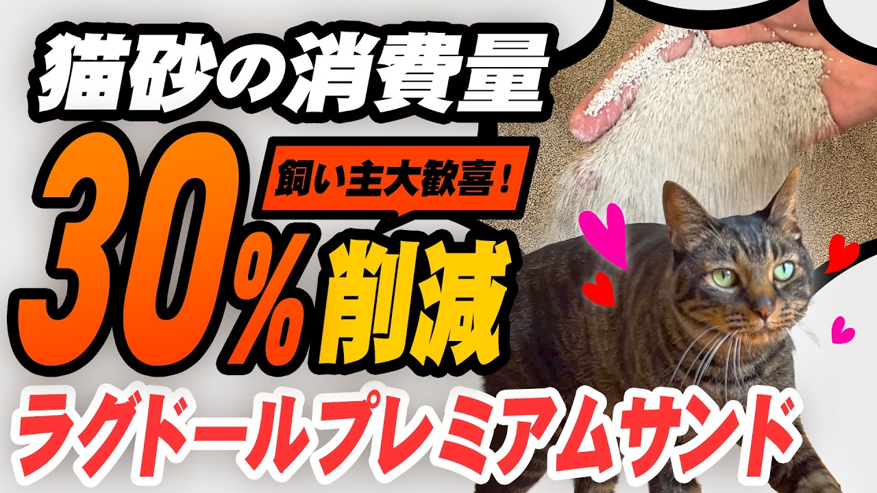 【ガチ検証】猫砂のプロが話題のラグドールを正直レビューしたら衝撃の結果に…！？【正直レビュー】