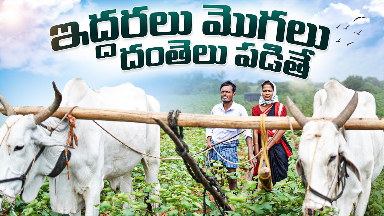 ఇద్దరాలు మొగలు దంతెలు పడితే | my village show | village comedy videos