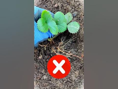 НИКОГДА НЕ САЖАЙТЕ ТАК ЗЕМЛЯНИКУ КЛУБНИКУ ВИКТОРИЮ / 2 ГЛАВНЫЕ ОШИБКИ ...