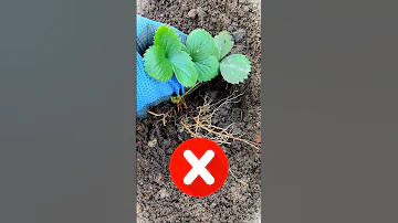 НИКОГДА НЕ САЖАЙТЕ ТАК ЗЕМЛЯНИКУ КЛУБНИКУ ВИКТОРИЮ / 2 ГЛАВНЫЕ ОШИБКИ ПРИ ПОСАДКЕ  КЛУБНИКИ