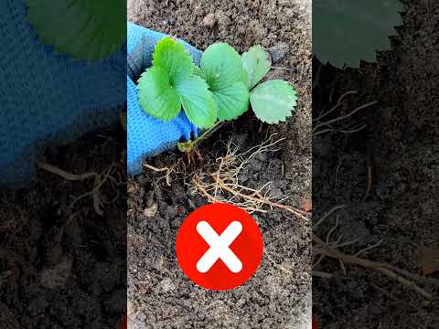 Видео: Что такое вечноплодная клубника - Когда растет вечнозеленая клубника