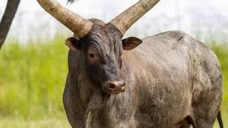 MSHESHIWA MANG'OMBE -LIMBU LUCHAGULA UJUMBE WA NZIKU 2026 BY MNYAMA R2ECORD