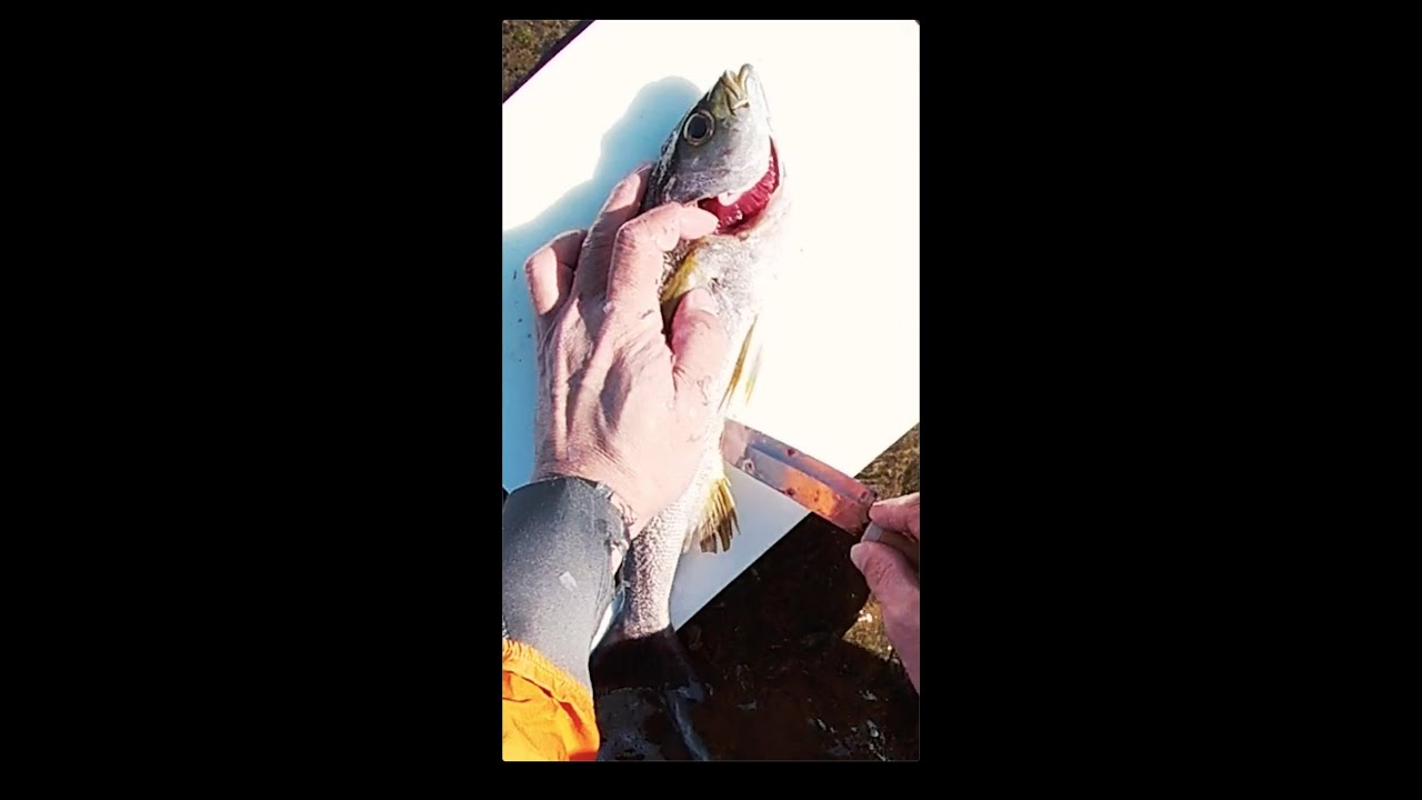 キジハタ アコウのさばき方 白身の大型高級魚は ぜひ熟成でお召し上がりを 3 全3話 Youtube キジハタ アコウのさばき方 白身の大型高級魚は ぜひ熟成でお召し上がりを 3 全3話 Youtube