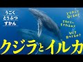 【海の生き物】うごくずかん・海の生物〜クジラとイルカ〜