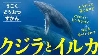 【海の生き物】うごくずかん・海の生物〜クジラとイルカ〜