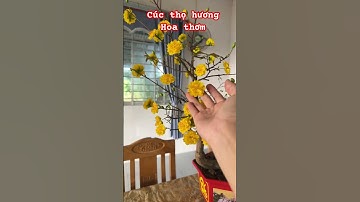 Cây Cúc thọ hương hoa thơm | 0386569374 - Ngọc Ngân Bến Tre | Chuyên cây độc lạ