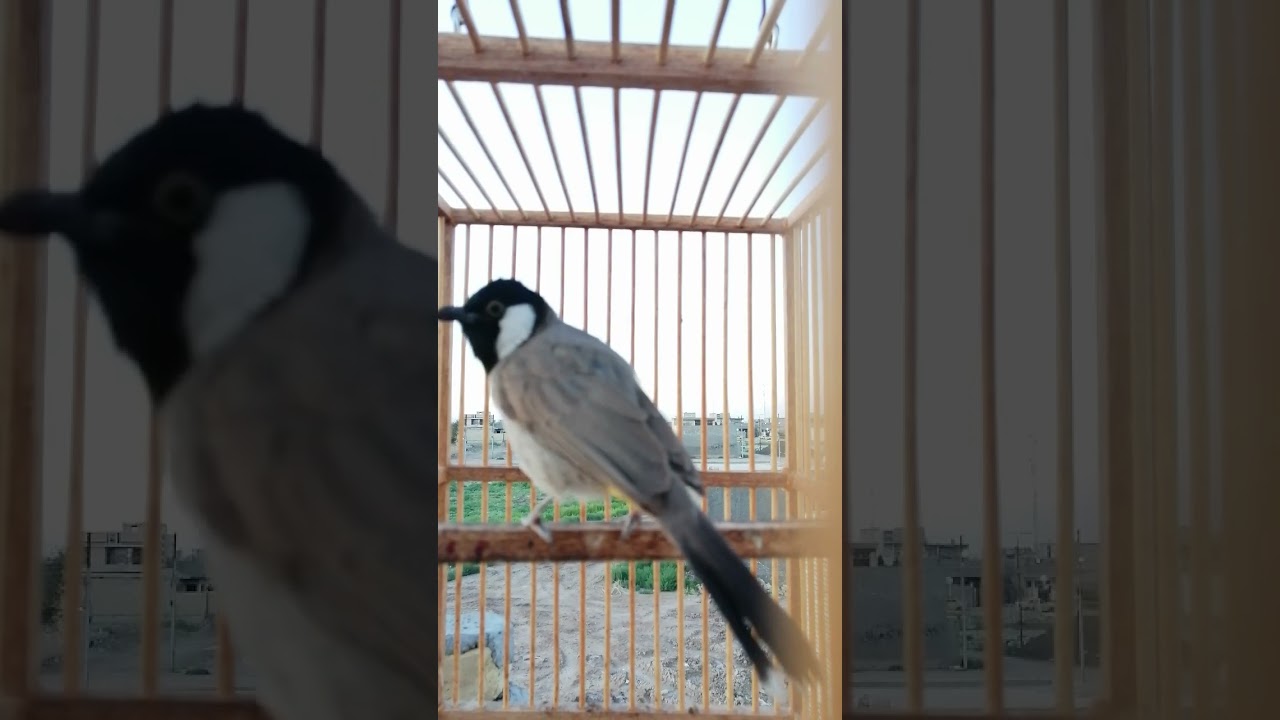 اقوى طياريات بلبل وحشي بغدادي لفتح البلابل الساكته