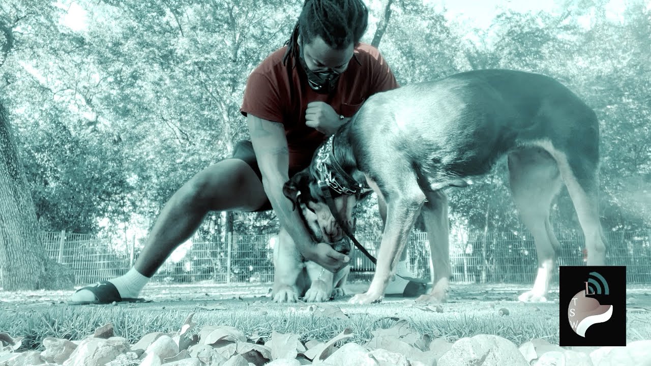 Training both my dogs at 20,000 feet altitude