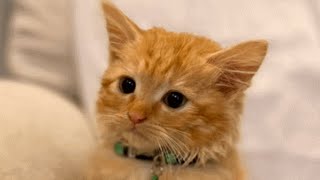 Woman brings home a cat. Then she discovers something unusual about his size. by GeoBeats Animals 6 days ago 3 minutes, 4 seconds 288,467 views