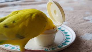 フォージング　セキセイインコ