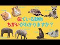 似ている動物を見分けよう【解説】