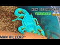 Kid buys one of the most venomous scorpions in the world  androctonus all of my pets pt3