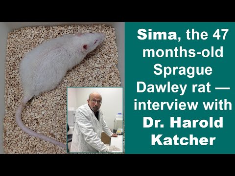 Vídeo: Per què utilitzar rates Sprague Dawley?