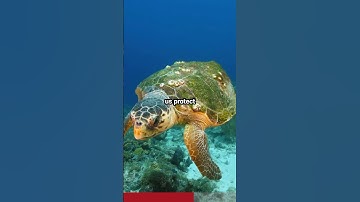 The Puzzling Game of Animal Navigation by Stars #shorts