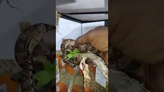 Celebrity Amazon tree boa handling tips and tricks!‼️💯 Wealth