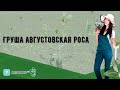 Груша Августовская роса