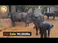 👍For Sale: Price 90,000👍 किसान के घर से ख़रीदे #दुधारू #पशुधन 👍vikram गाँव ढाणी ठेठरबाढ़, 9588581828.