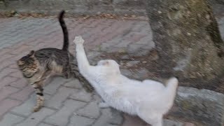 Angry White Cat brutally beating other Cats it encounters.