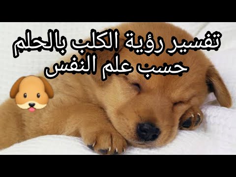 رؤية الكلب في الحلم لابن سيرين حسب علم النفس