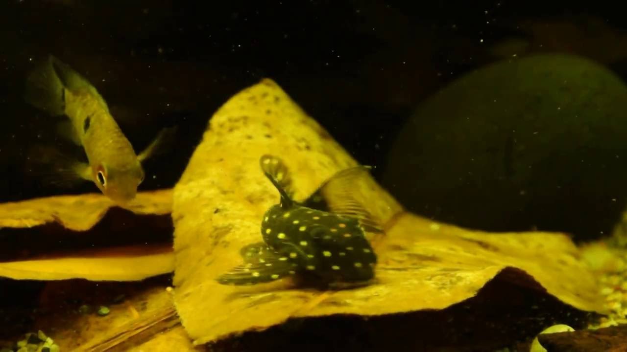 hypancistrus-contradens-l201-pleco-youtube
