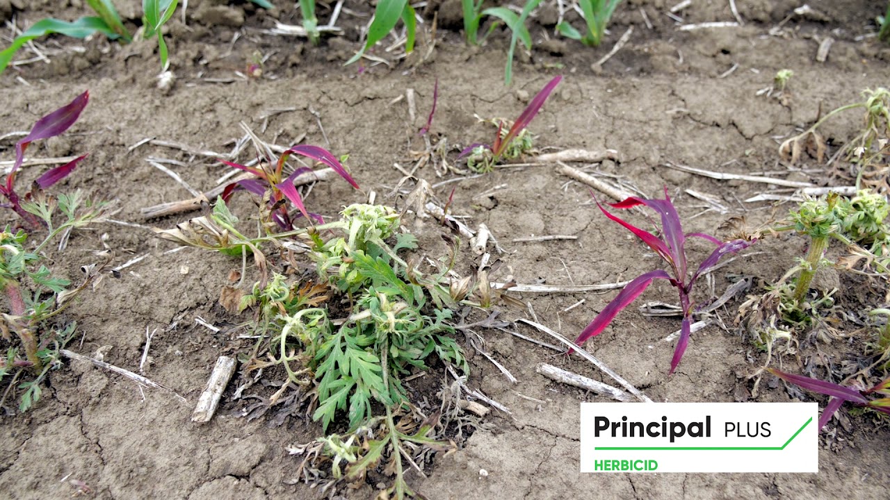 Jedan herbicid...jedan prohod...Principal Plus