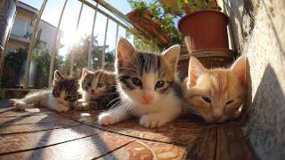 Cuddly Kittens & Their Peaceful Family Time | Ultra Cute Meow Meow Sounds screenshot 4