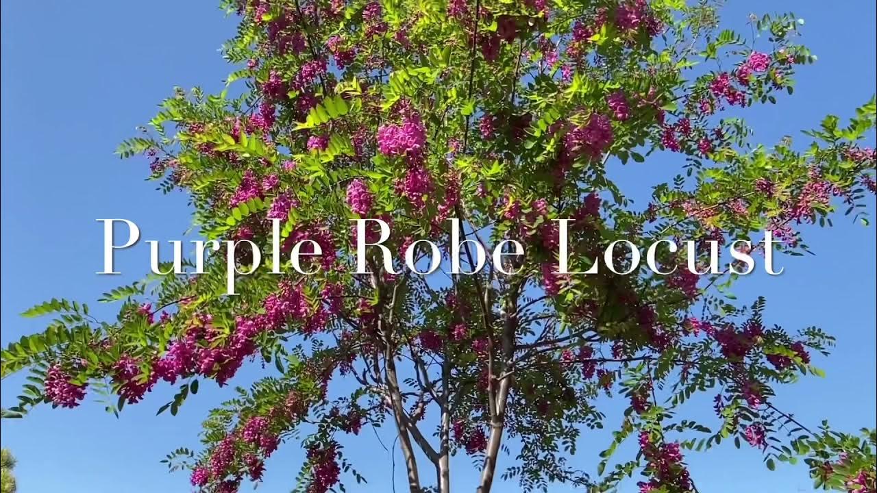 Purple Robe Locust Planted near street YouTube