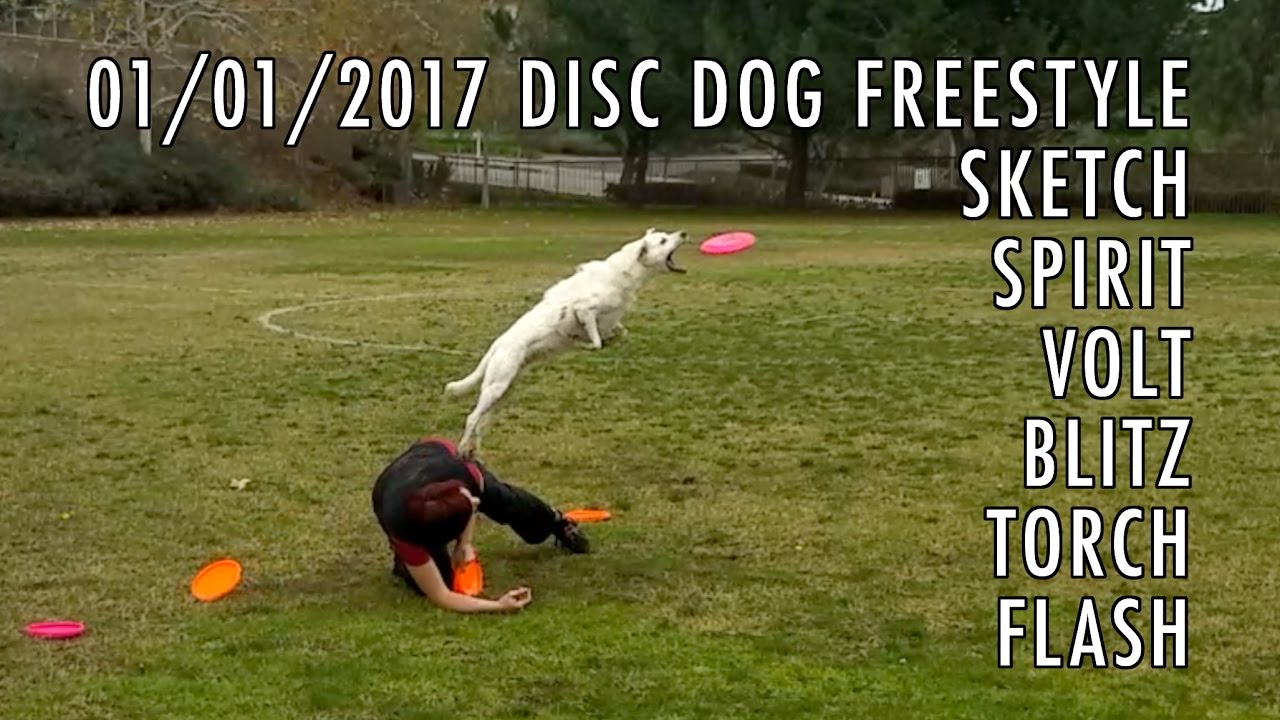 Muddy Disc Dog Freestyle ★ YouTube
