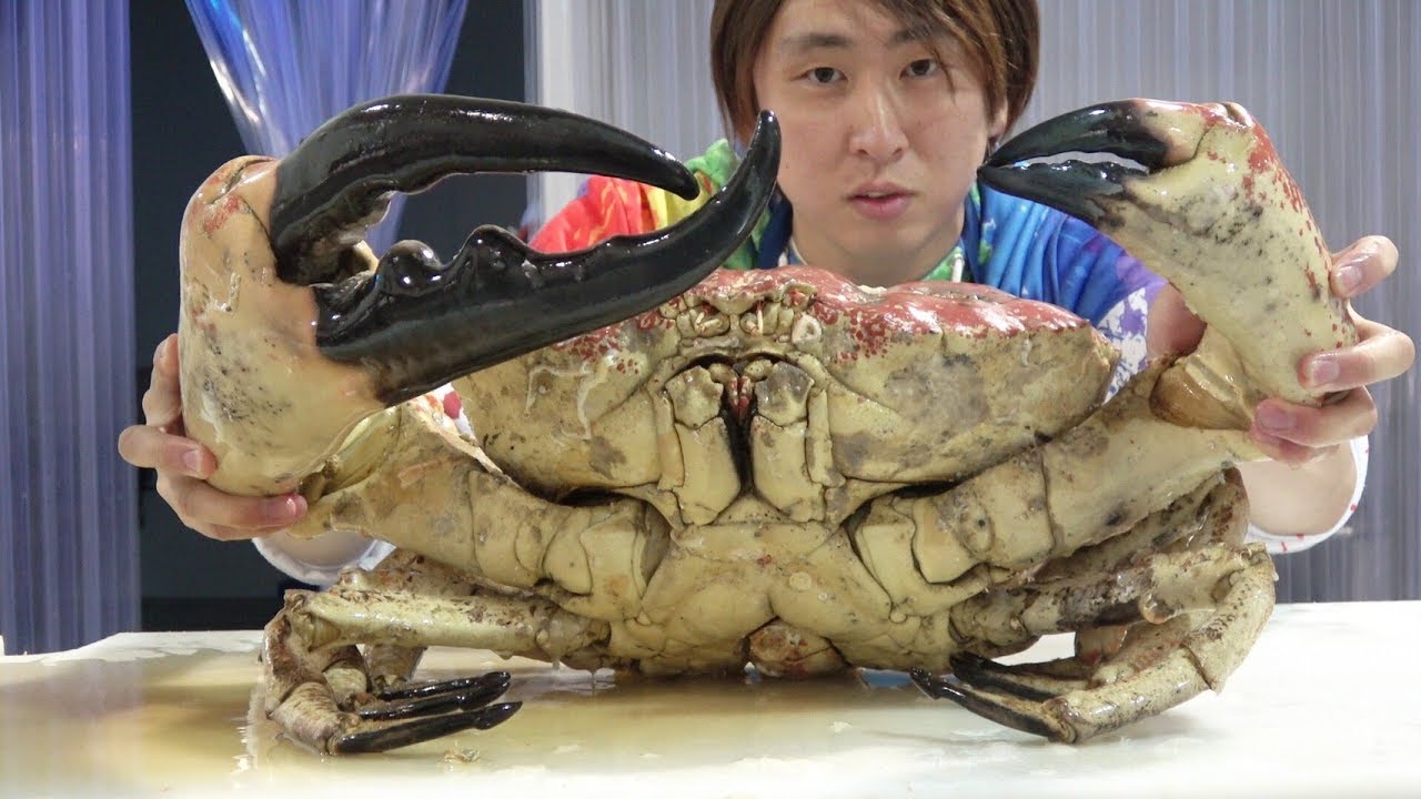 1匹17万円！世界最大のカニ『タスマニアキングクラブ』をさばいて食べてみた！WORLDS BIGGEST $1700 CRAB??