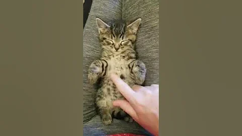 Kitten Quarantine is Stressful - Saving One Life