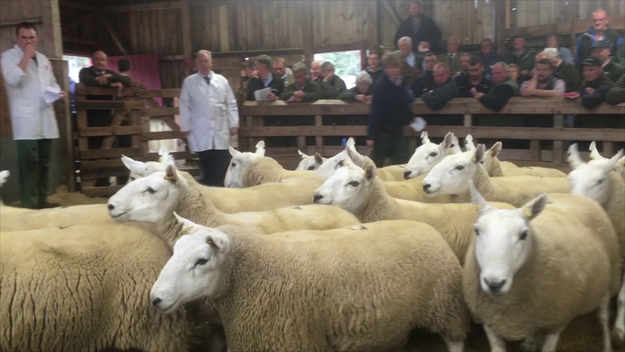 Armadale Cast Ewes - Lairg 2016 - YouTube