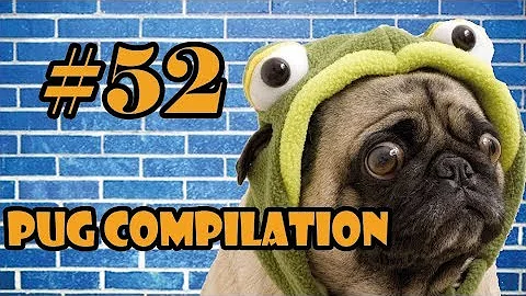 Pug Compilation 52 - Funny Dogs but only Pug Videos | Instapugs