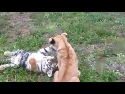 Bebe Tigre Et Bebe Lion Jouant Ensemble Youtube Bebe Tigre Et Bebe Lion Jouant Ensemble Youtube