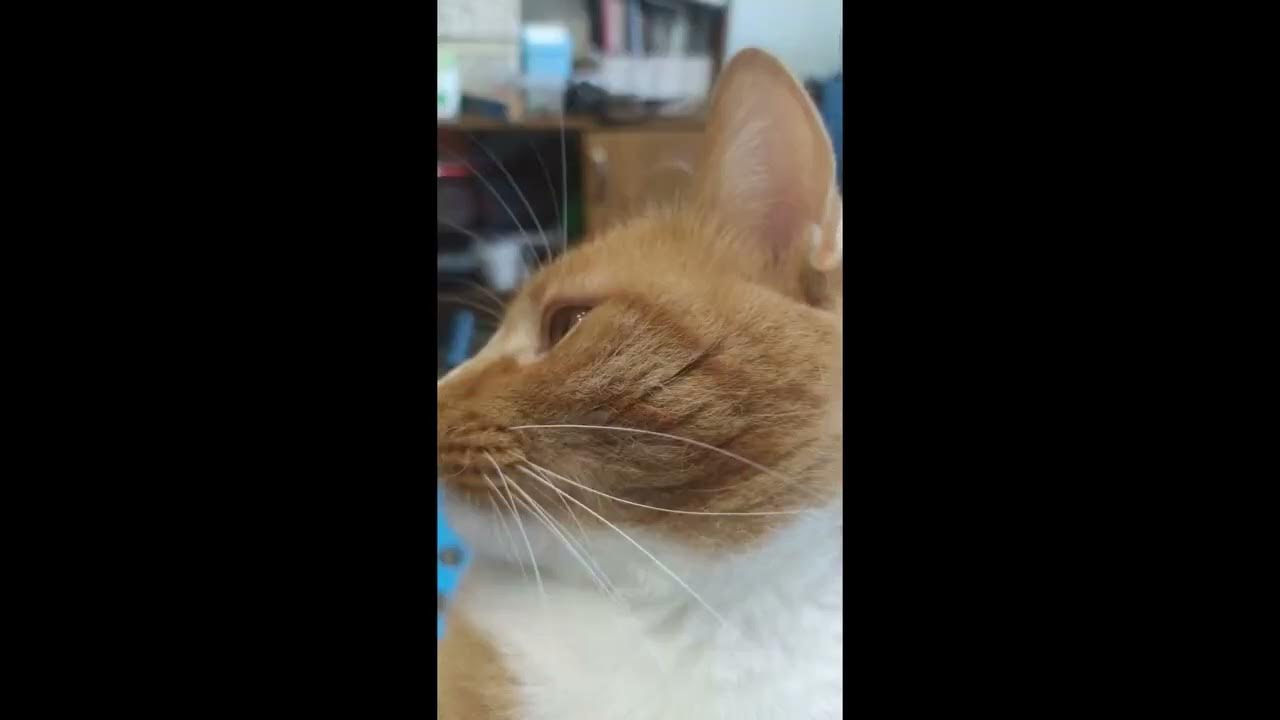 тв коты базы. котэ тв картинки. три мультфильм три кота. три котёнка мультсериал 1 сезон. коте тв час.