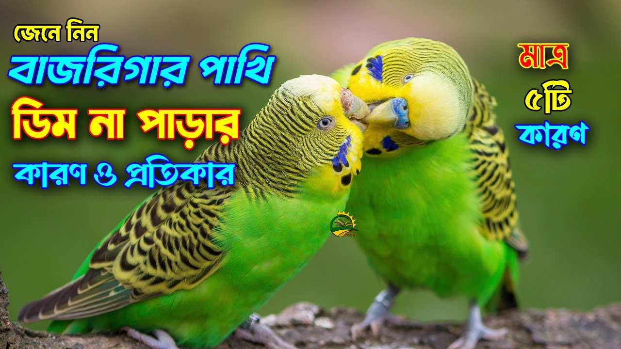 5 Reasons Why Your Budgies Aren't Laying Eggs