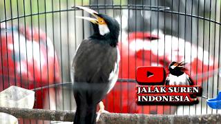 JALAK SUREN  AKAN IKUT BUNYI MENDENGAR PANCINGAN JALAK SUREN INI