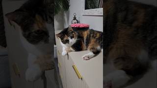 The finest decoration #cats #furbabies #adoptstrays #funnycats #cutecat