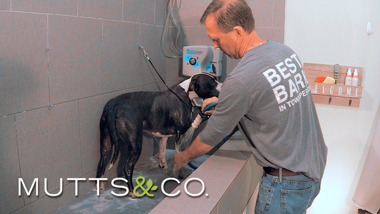 Product Highlight: Self-service Dog Wash