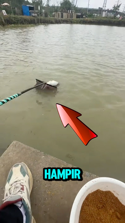 Download lagu Menangkap ikan gurami jumbo #short #mancingmantap #gurame #ikangurame