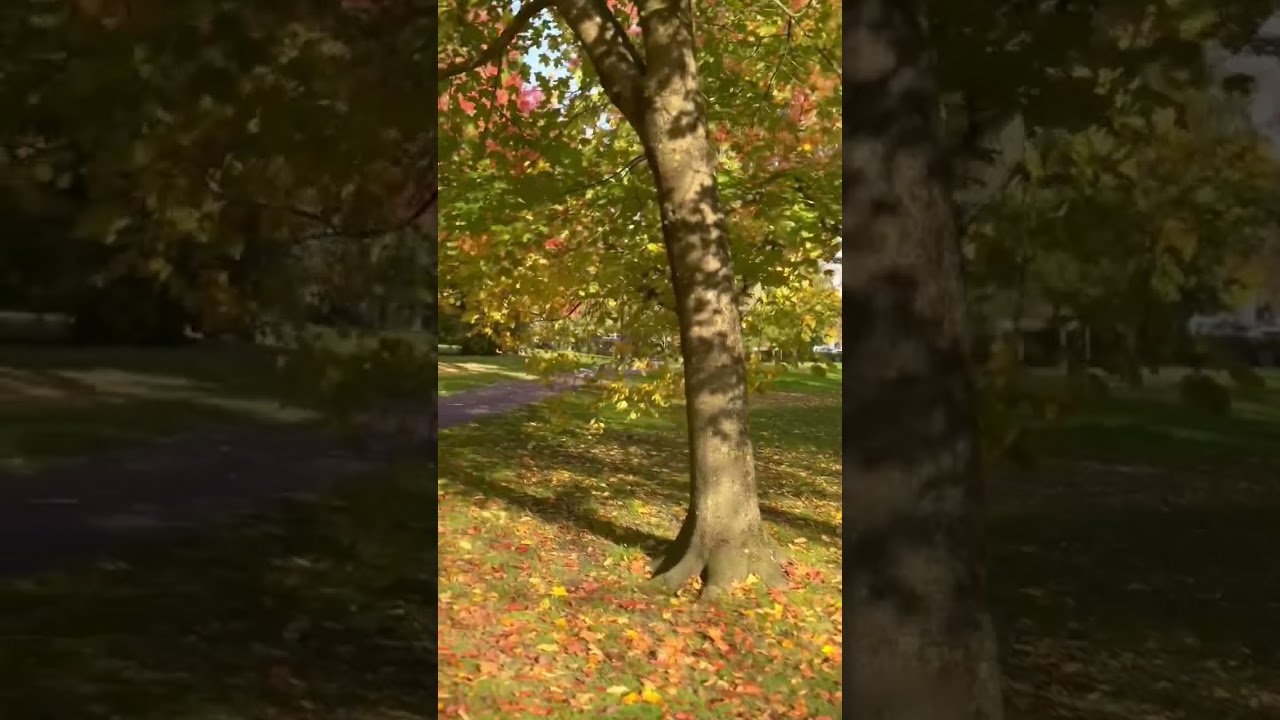 🍁 Fall vibes in Gothenburg, Sweden – a sunny day in October ☀️