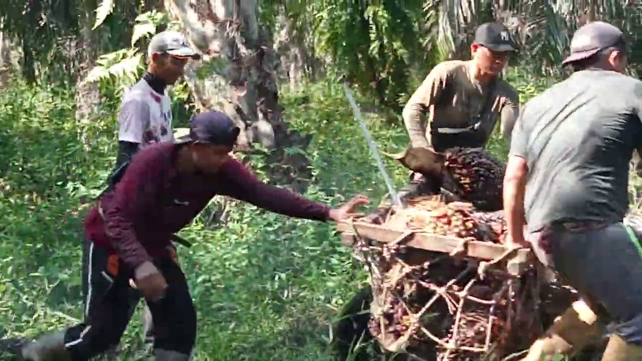 #kerja xra !! sangat menguras tenaga#langsirsawit?? lahan gambut dalam#@edisugiran4266#kulipanensawi