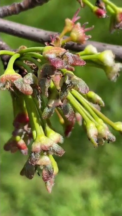 Silver maple - buds & young samaras / fruit - April 2022