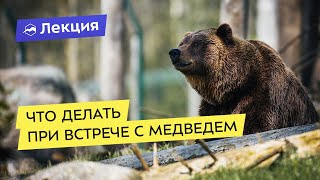 Что делать при встрече с медведем?