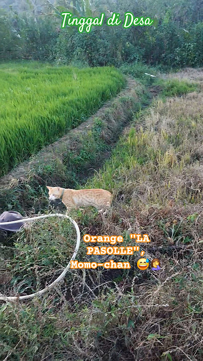 OYENG SATU INI TEMPAT NONGKINYA  ➡️ KEBUN ORANG YANG DEKAT SAWAH 🤦‍♀️#shorts#kucingoyen#cat#momochan