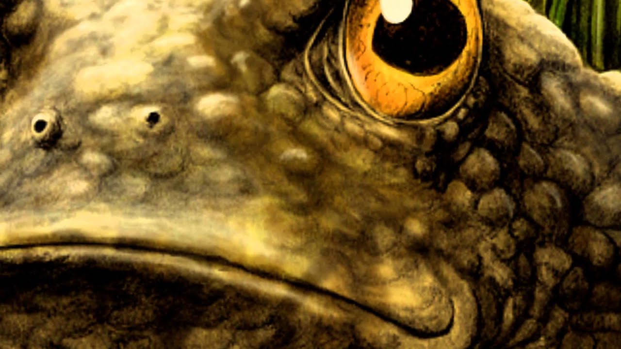 Oblivious - Shore to Shore (Revealing Out Of Wilderness album artwork)