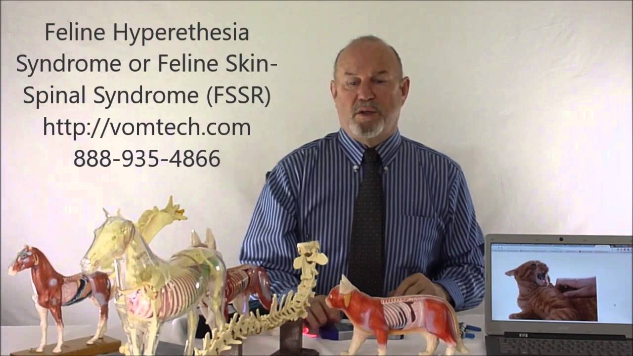 What is "Feline Hyperesthesia Syndrome" or "Feline Skin Spinal Syndrome