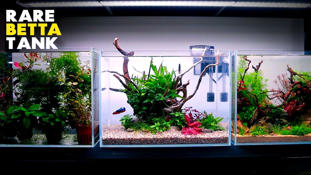 Aquascape Tutorial: RARE BETTA Planted Aquarium (how to: step by