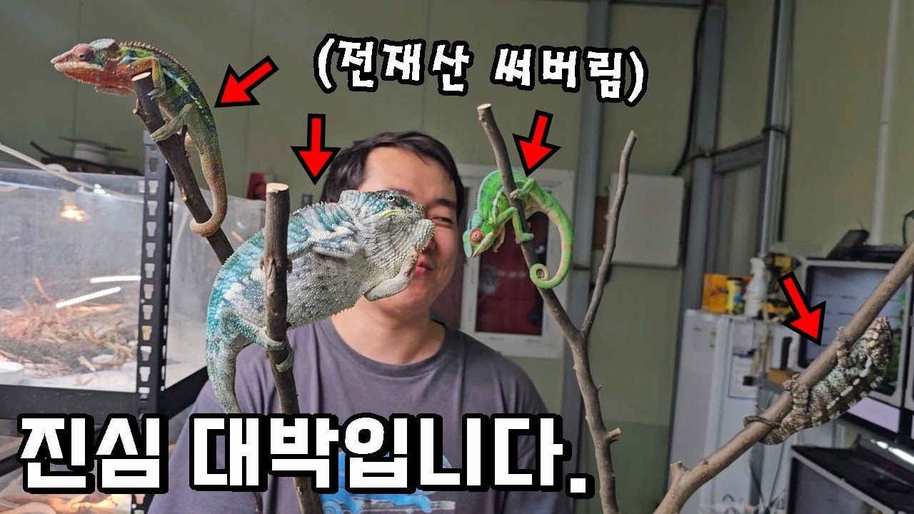 시골로 귀농해서 전재산을 쏟은 카멜레온 왕을 만나러 갔는데..ㄷㄷ